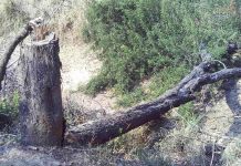 Firewood poaching threatens US$10m black pepper production Firewood poaching threatens US$10m black pepper production