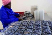 Historic quantum leap as Zim blueberries Historic quantum leap as Zim blueberries