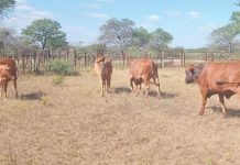 ‘66% of households in Zim do not own cattle’ ‘66% of households in Zim do not own cattle’