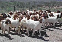 Enhancing Zimbabwe’s Matebele and Mashona Goat Breeds Enhancing Zimbabwe's Matebele and Mashona Goat Breeds