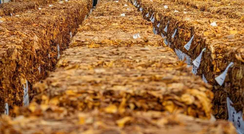 Zimbabwe-China tobacco expo opens new markets Zimbabwe-China tobacco expo opens new markets