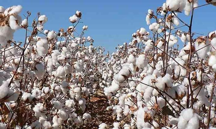 Zim’s cotton production falls to new record low Zim’s cotton production falls to new record low