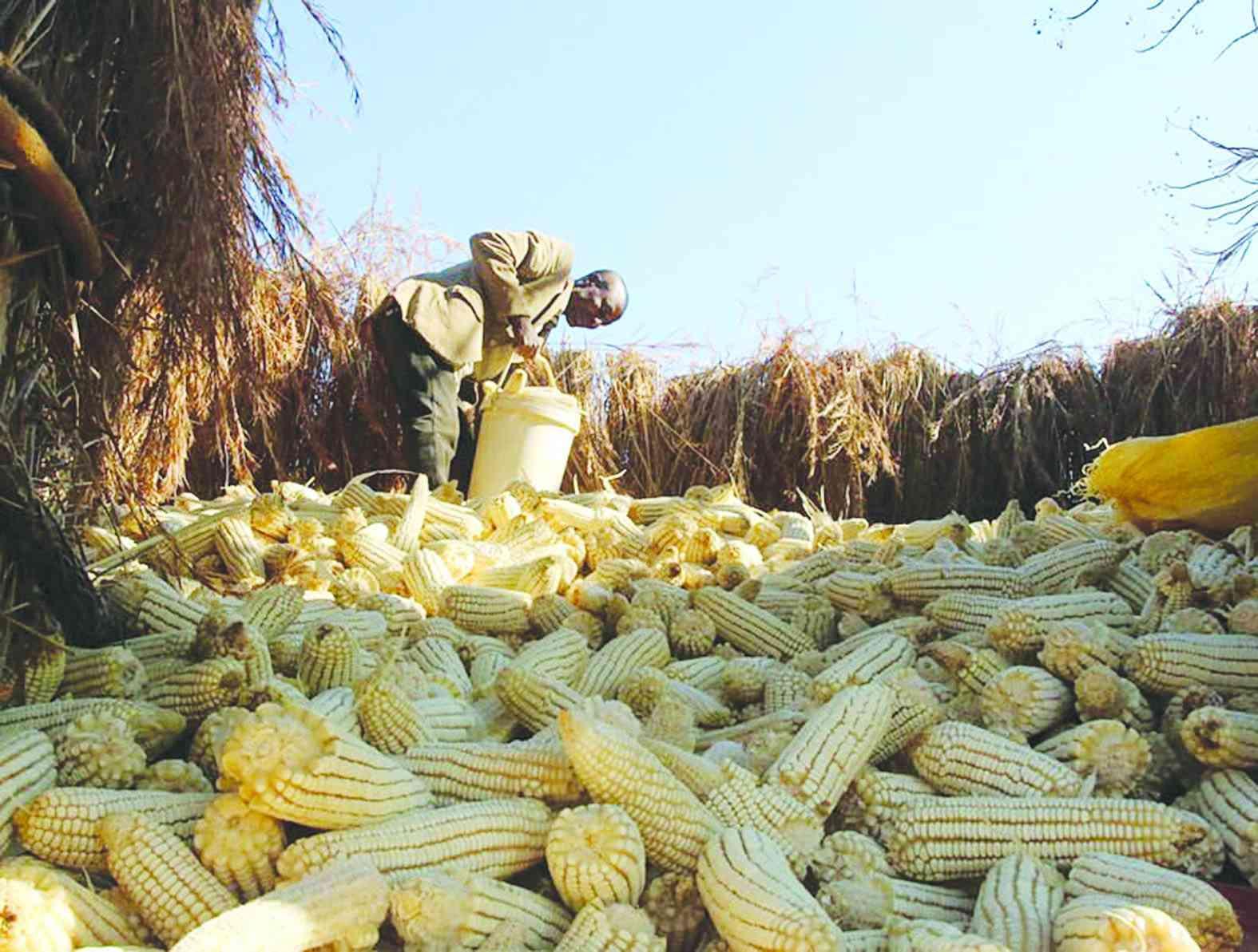 South Africa Celebrates Zimbabwe Lifting Maize Import Ban South Africa Celebrates Zimbabwe Lifting Maize Import Ban