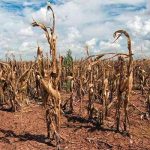 Red Cross Aids Zimbabwe Farmers Amid Prolonged Drought Red Cross Aids Zimbabwe Farmers Amid Prolonged Drought