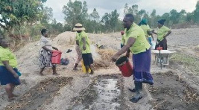 Mbariro: How women fight climate change in Murehwa Mbariro: How women fight climate change in Murehwa
