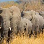Call to compensate victims of human–wildlife conflict Call to compensate victims of human–wildlife conflict