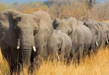 Call to compensate victims of human–wildlife conflict Call to compensate victims of human–wildlife conflict