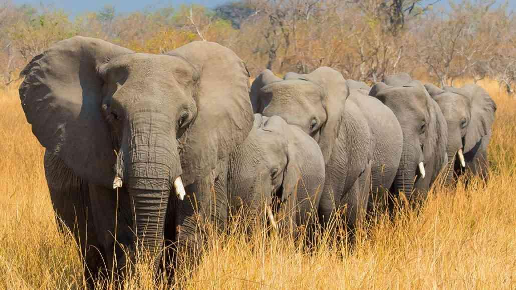 Call to compensate victims of human–wildlife conflict Call to compensate victims of human–wildlife conflict