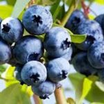 Zimbabwe’s berry exports surge by 34% Zimbabwe’s berry exports surge by 34%