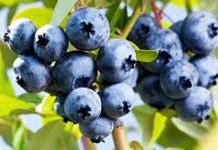 Zimbabwe’s berry exports surge by 34% Zimbabwe’s berry exports surge by 34%