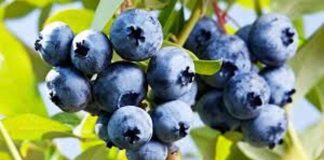Zimbabwe’s berry exports surge by 34% Zimbabwe’s berry exports surge by 34%