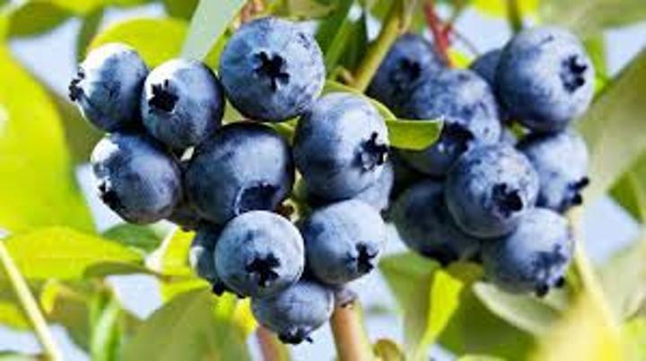 Zimbabwe’s berry exports surge by 34% Zimbabwe’s berry exports surge by 34%