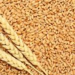 Mashonaland provinces dominate 2025 wheat harvest Mashonaland provinces dominate 2025 wheat harvest