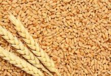 Mashonaland provinces dominate 2025 wheat harvest Mashonaland provinces dominate 2025 wheat harvest