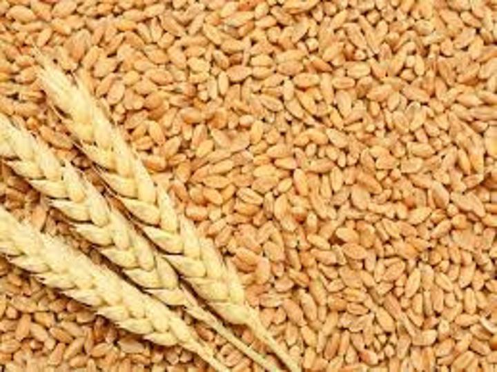 Mashonaland provinces dominate 2025 wheat harvest Mashonaland provinces dominate 2025 wheat harvest