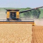 Zimbabwe in record wheat harvest, but imports hit new peak Zimbabwe in record wheat harvest, but imports hit new peak