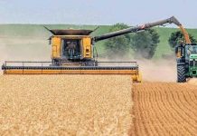 Zimbabwe in record wheat harvest, but imports hit new peak Zimbabwe in record wheat harvest, but imports hit new peak