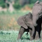 Agroecology Fosters Co-Existence and Conservation in Binga Agroecology Fosters Co-Existence and Conservation in Binga