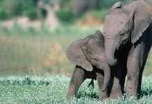 Agroecology Fosters Co-Existence and Conservation in Binga Agroecology Fosters Co-Existence and Conservation in Binga