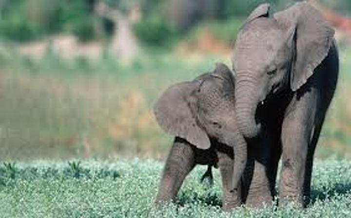 Agroecology Fosters Co-Existence and Conservation in Binga Agroecology Fosters Co-Existence and Conservation in Binga