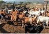 Goats As A Lifeline For Nyanga South Villagers Goats As A Lifeline For Nyanga South Villagers