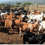 Goats As A Lifeline For Nyanga South Villagers Goats As A Lifeline For Nyanga South Villagers