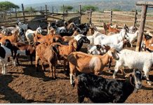 Goats As A Lifeline For Nyanga South Villagers Goats As A Lifeline For Nyanga South Villagers