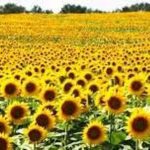 Zim crude oil import bill set to fall Zim crude oil import bill set to fall