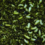 Transforming Waste to Wealth with Black Soldier Fly Transforming Waste to Wealth with Black Soldier Fly