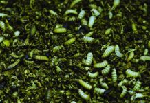 Transforming Waste to Wealth with Black Soldier Fly Transforming Waste to Wealth with Black Soldier Fly