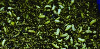 Transforming Waste to Wealth with Black Soldier Fly Transforming Waste to Wealth with Black Soldier Fly