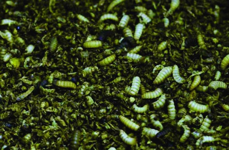 Transforming Waste to Wealth with Black Soldier Fly Transforming Waste to Wealth with Black Soldier Fly