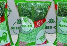 Seed Co International narrows loss on cost cuts Seed Co International narrows loss on cost cuts