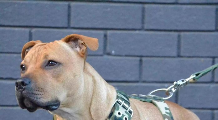 Chinhoyi enforces dog leash order Chinhoyi enforces dog leash order