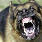 Suspected Rabid Dog Bites Nine Children In Chipinge Suspected Rabid Dog Bites Nine Children In Chipinge