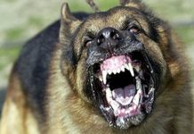 Suspected Rabid Dog Bites Nine Children In Chipinge Suspected Rabid Dog Bites Nine Children In Chipinge