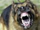 Suspected Rabid Dog Bites Nine Children In Chipinge Suspected Rabid Dog Bites Nine Children In Chipinge