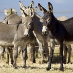 Two Men Arrested After Gokwe Machete Attack Two Men Arrested After Gokwe Machete Attack