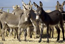 Two Men Arrested After Gokwe Machete Attack Two Men Arrested After Gokwe Machete Attack