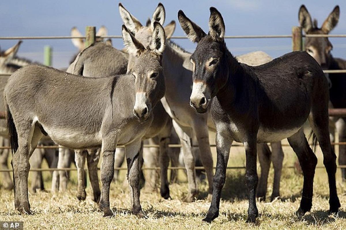 Two Men Arrested After Gokwe Machete Attack Two Men Arrested After Gokwe Machete Attack