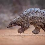 Duo jailed 9 years each for pangolin possession Duo jailed 9 years each for pangolin possession