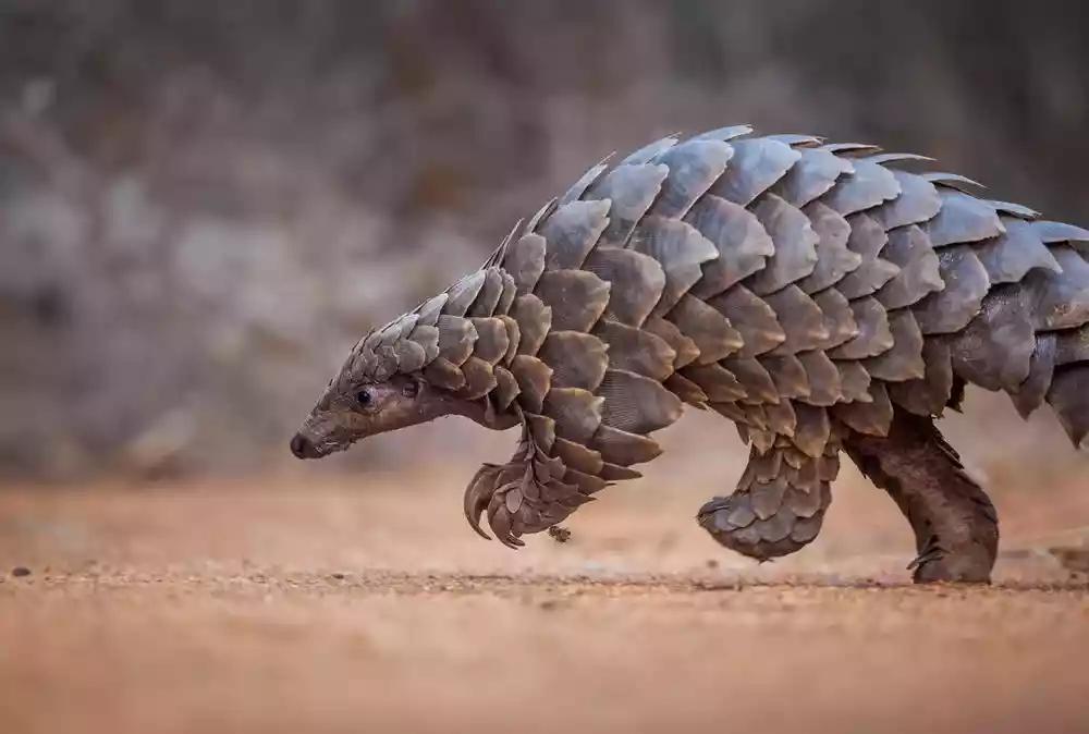 Duo jailed 9 years each for pangolin possession Duo jailed 9 years each for pangolin possession