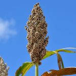 GMB Urges Farmers To Use Grain Swap Programme GMB Urges Farmers To Use Grain Swap Programme