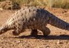 Nine-Year Prison Terms For Three Filabusi Men Caught With Pangolin Nine-Year Prison Terms For Three Filabusi Men Caught With Pangolin