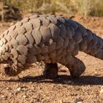 Nine-Year Prison Terms For Three Filabusi Men Caught With Pangolin Nine-Year Prison Terms For Three Filabusi Men Caught With Pangolin