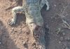 Two Chiredzi Boys Aged 8 And 9 Kill Crocodile, Drag It Home Two Chiredzi Boys Aged 8 And 9 Kill Crocodile, Drag It Home