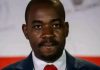 CHAMISA’S TEAM TALK: Opposition Leader Says “Groups Fail, Teams Win” in Fresh Rallying Call CHAMISA’S TEAM TALK: Opposition Leader Says “Groups Fail, Teams Win” in Fresh Rallying Call