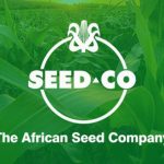 Seed Co rolls out new high-yield wheat variety Seed Co rolls out new high-yield wheat variety