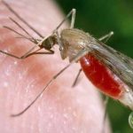 Malaria death toll rises as cases in Mash West pass 1k mark Malaria death toll rises as cases in Mash West pass 1k mark
