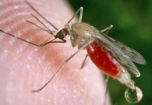 Malaria death toll rises as cases in Mash West pass 1k mark Malaria death toll rises as cases in Mash West pass 1k mark